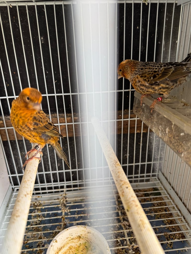 Canary, zebra for sale
