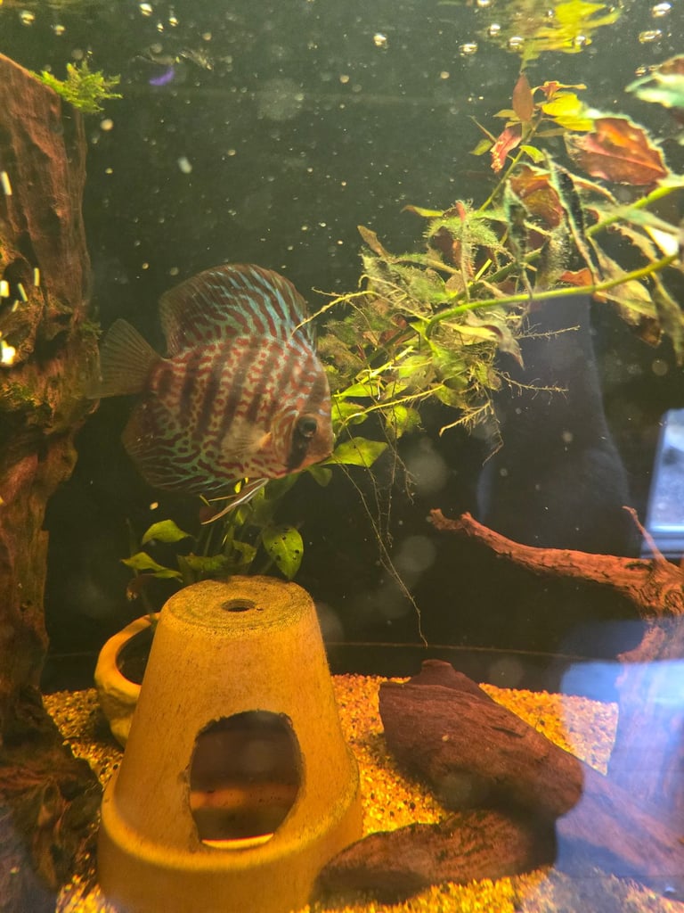 tropical fish, discus, red pleco, endlers guppies ,