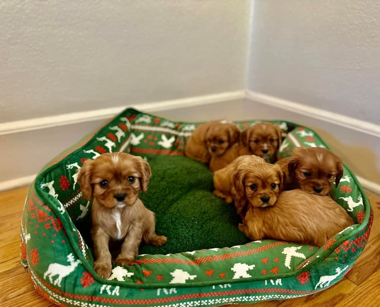 Cavalier King Charles spaniel puppies ready now