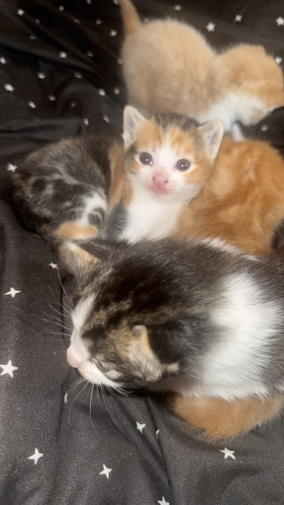 Kittens ready end of November 