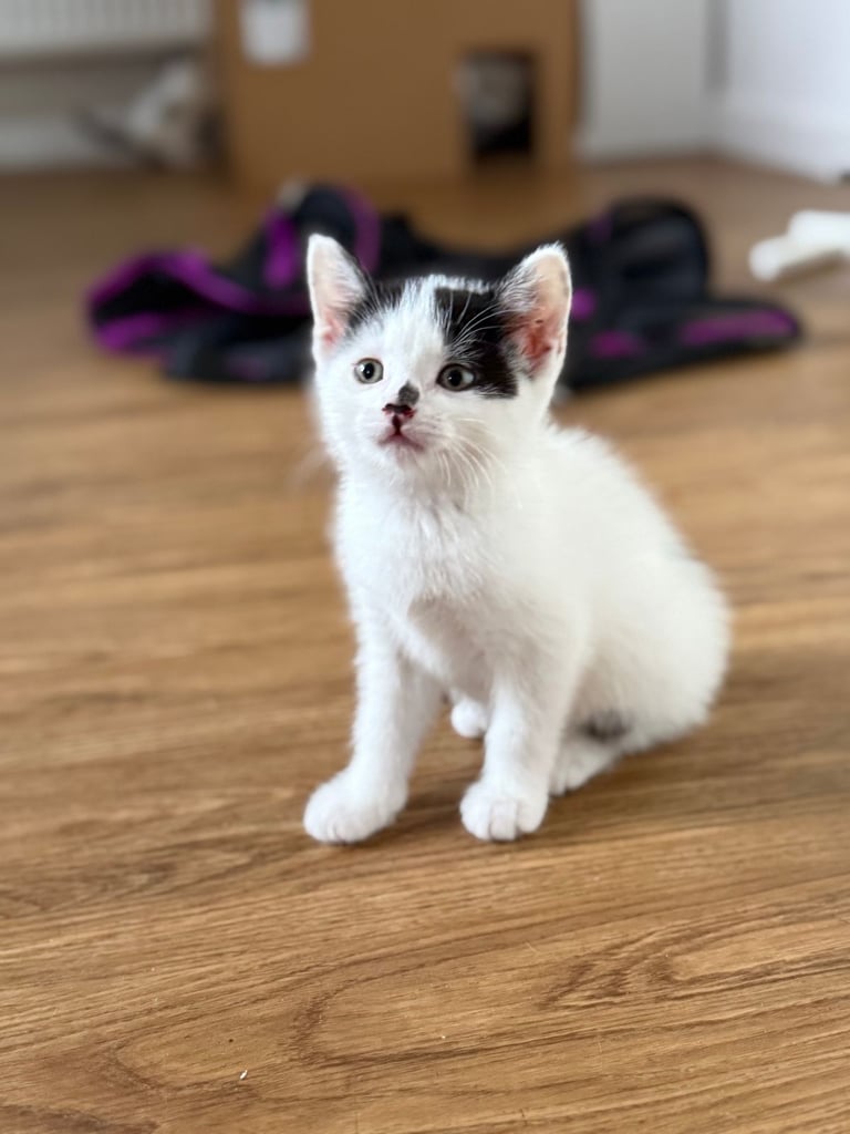 Mother cat and 3 babies looking for their forever home