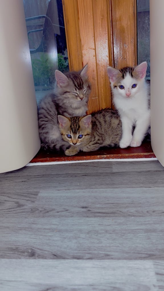 2 kittens looking for forever home 