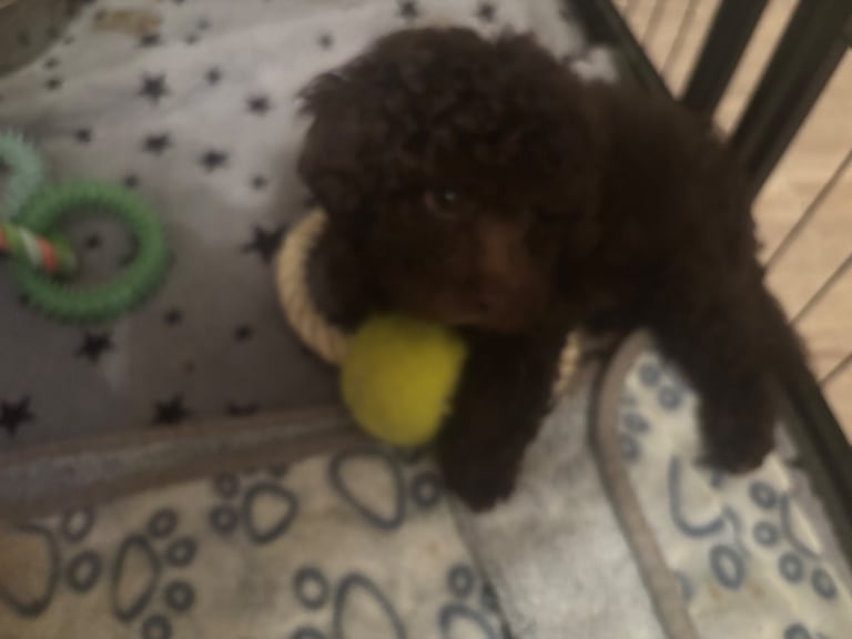 Cavapoochon puppies 5 weeks insurance included 