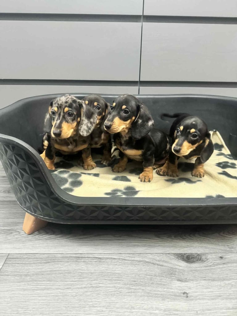image for Dachshund 