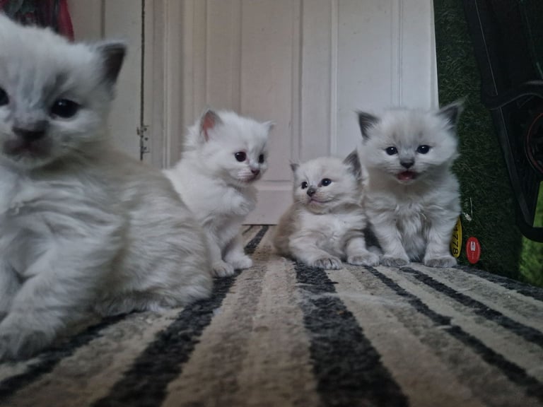 Ragdoll kittens 