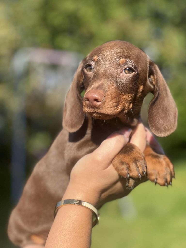image for Last Sweet Chocolate Boy – Ready to Go!