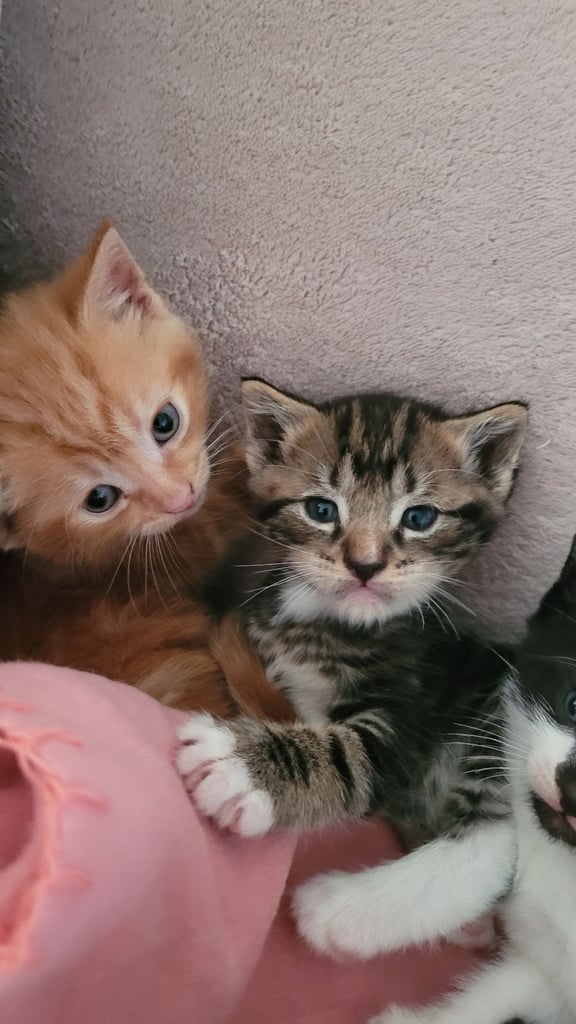 Beautiful ginger and taby are looking for their forever families 