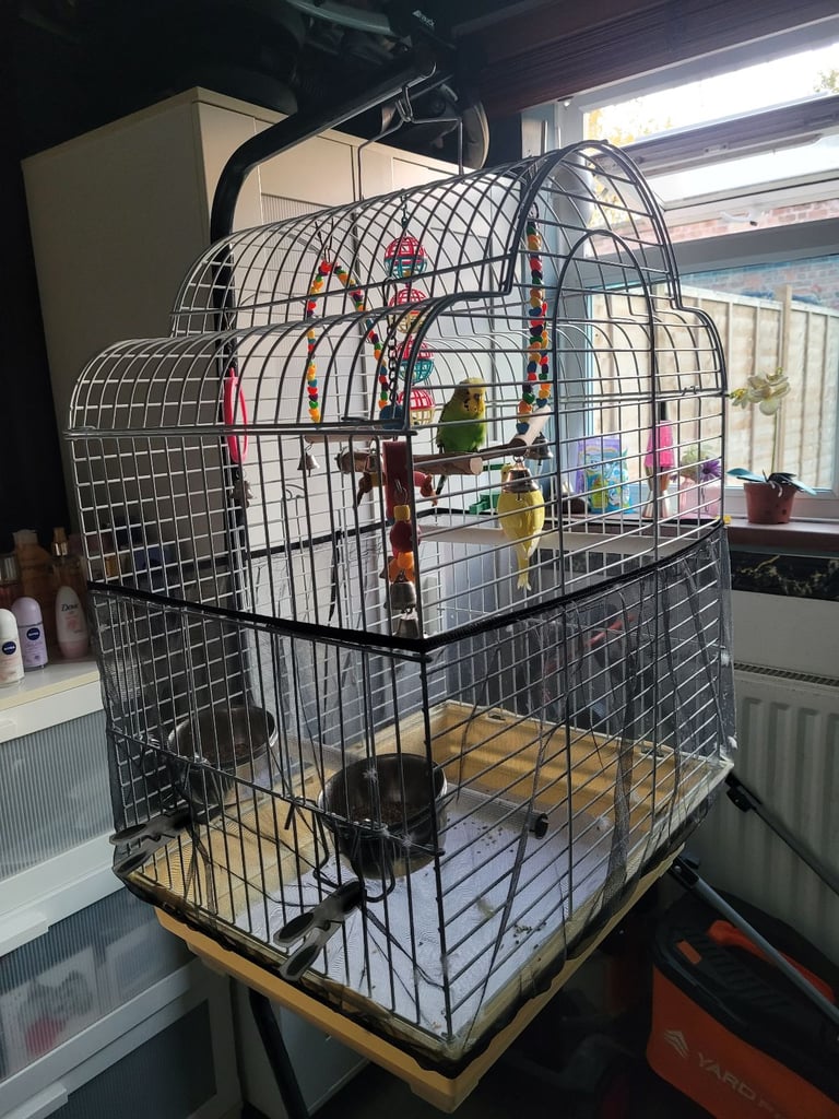 2 budgies for sale 