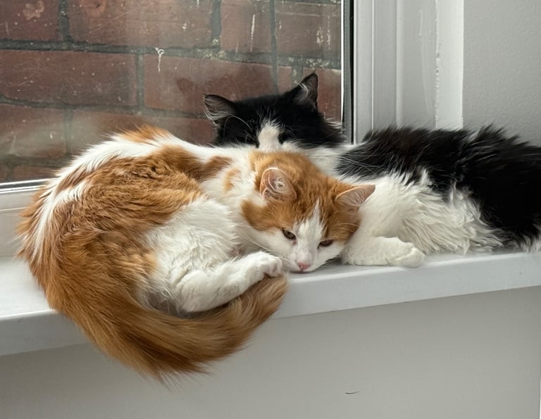 5 month old male kittens