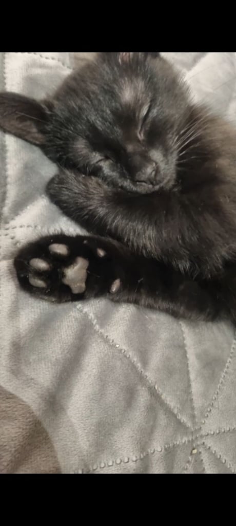 2 x Male Persion & Tabby fluffy mixed kittens (i x short haird ans 1 x long haired) £150