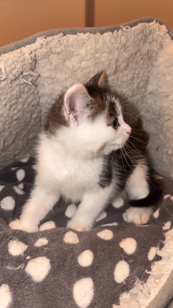 Adorable 8-Week-Old Male Tabby Kitten – Ready for His New Home 🐾