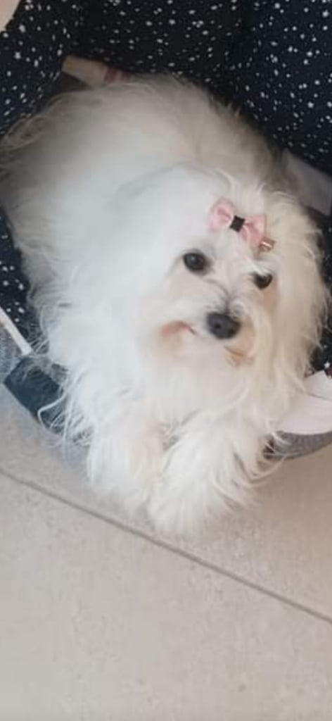 Kira beautiful Minitoy Maltese 