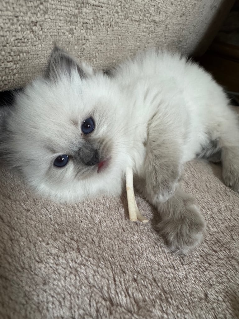 🏆Gccf ragdoll kittens grand champion mum