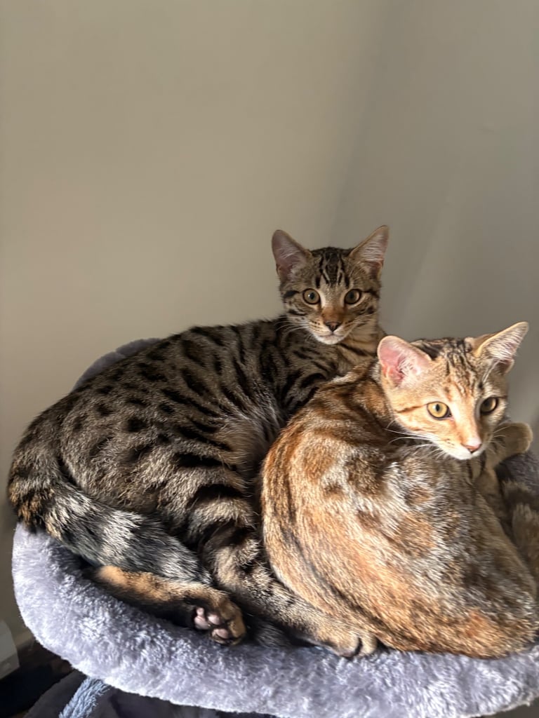 Bengal Cats for sale 