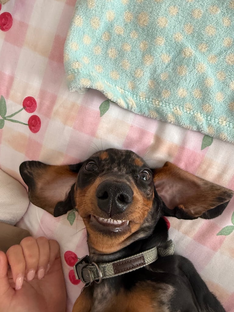 6 month old Dachshund 