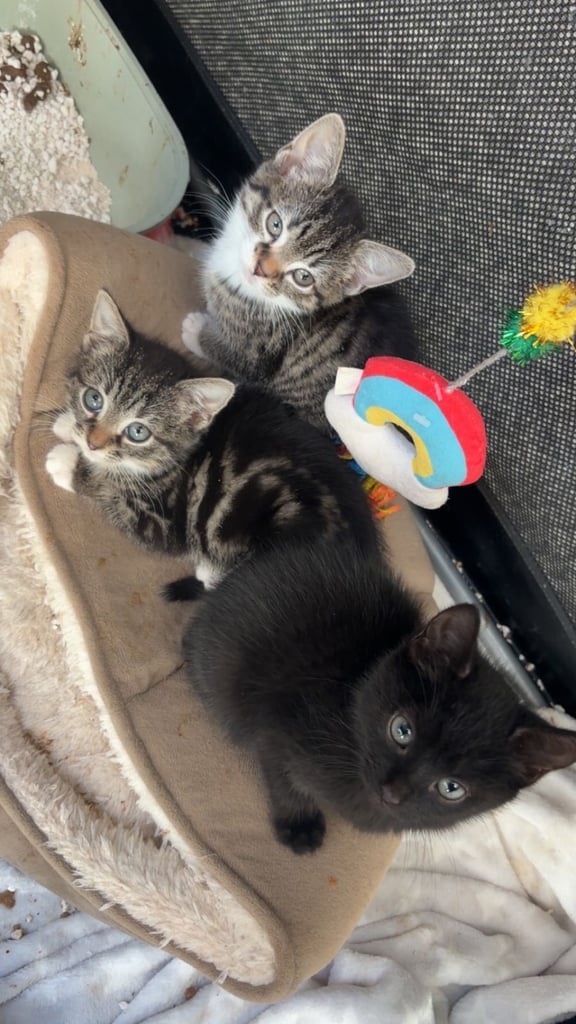 image for Kittens all girls 