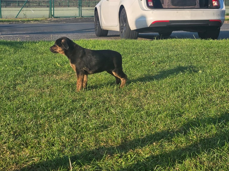 German Shepherd/Cane Corso 