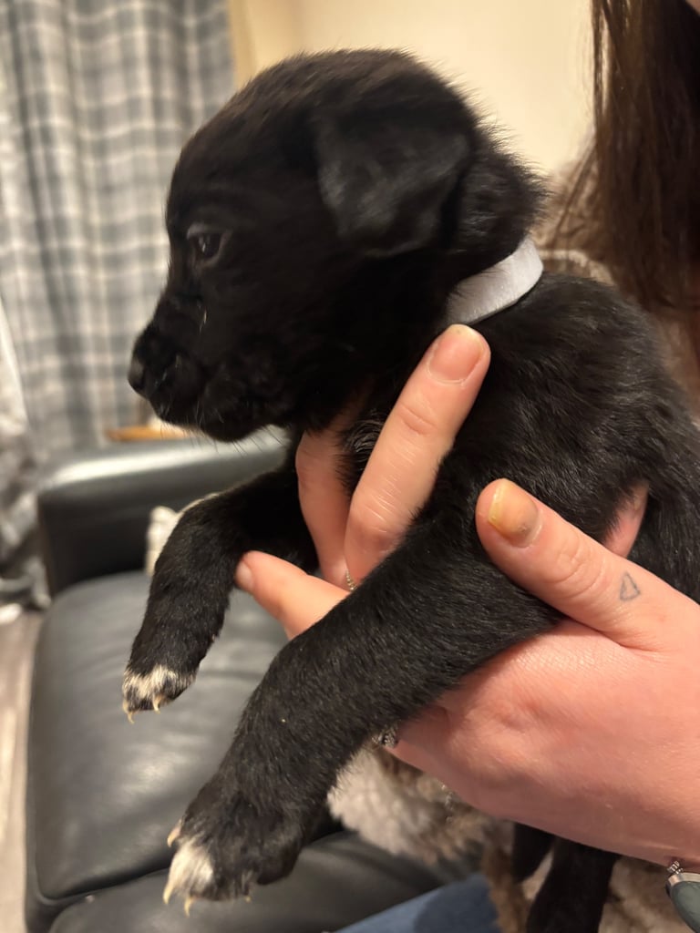 Lab/cockapoo puppies for sale