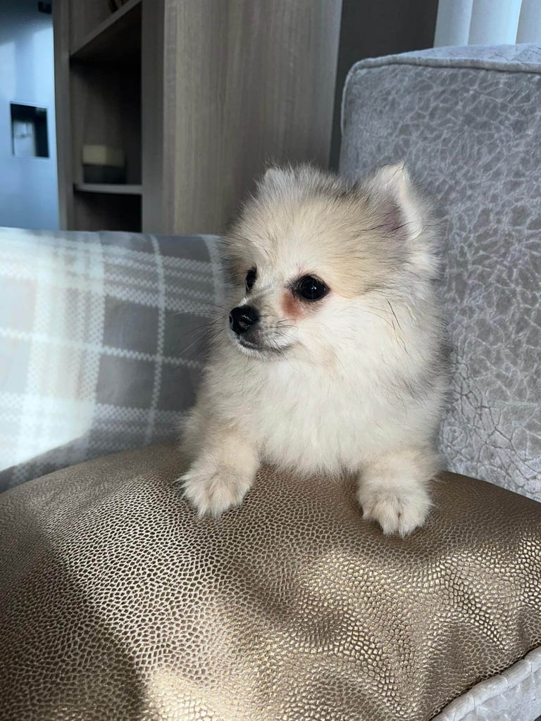 Miniature Pomeranian puppy 