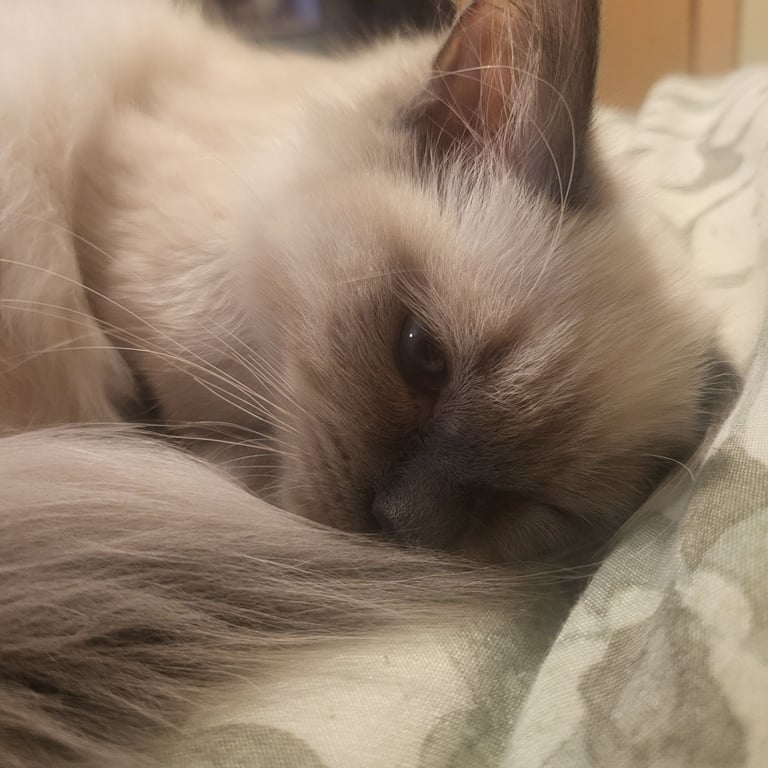 Sweetheart kitten 🐈