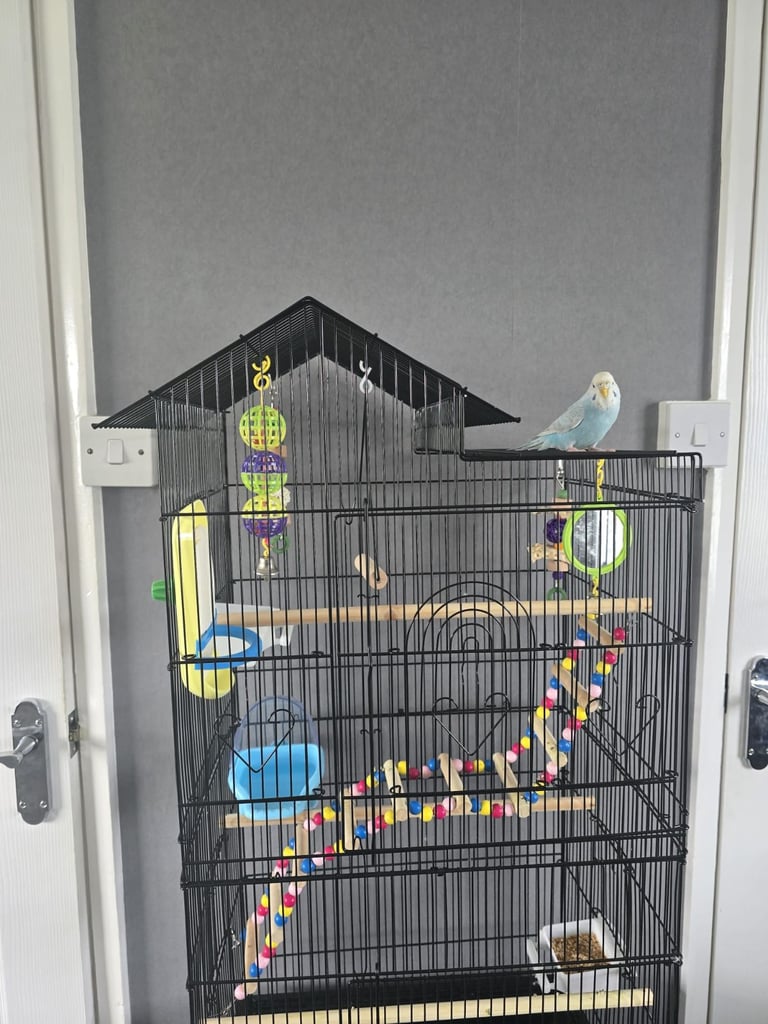 Budgie cage with all accessories and budgie
