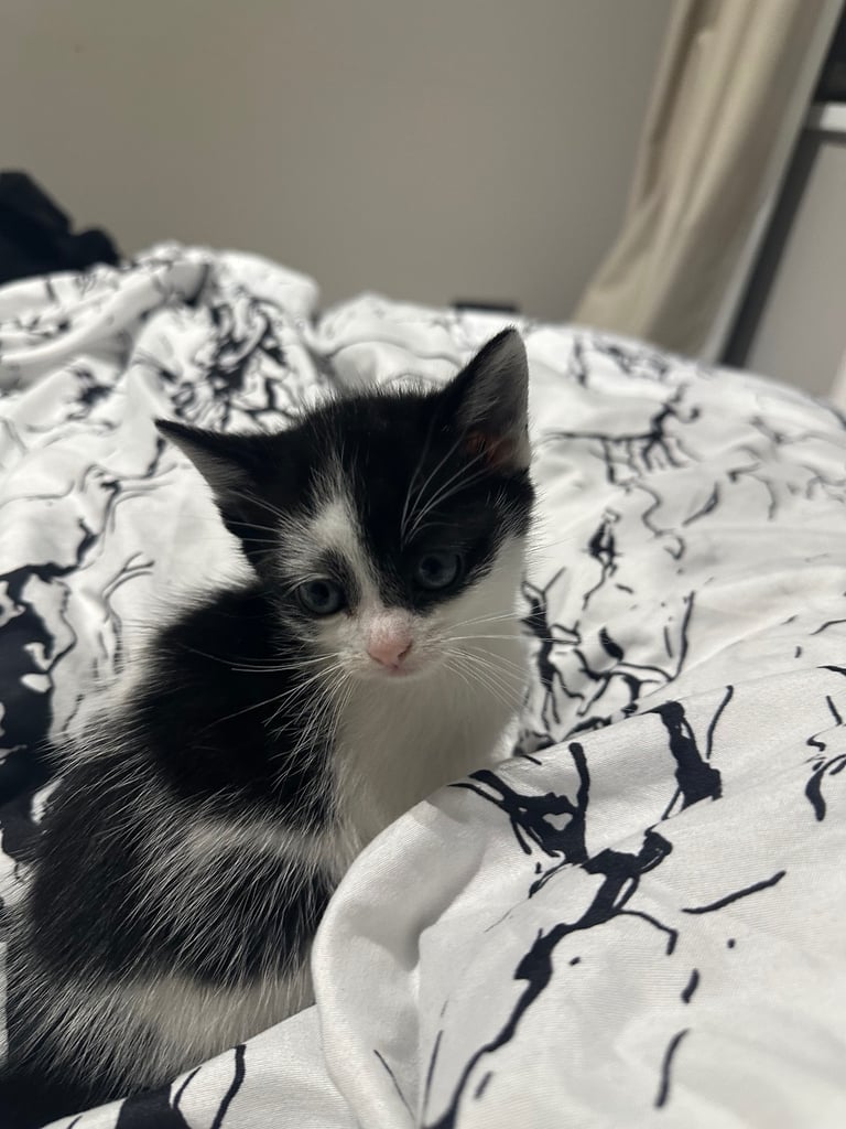 Kittens ready to leave 