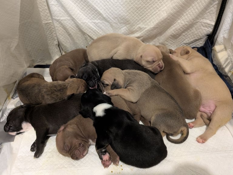 Staffy X pocket bully puppies