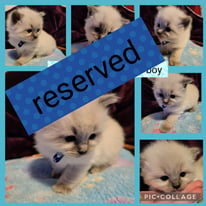 Beautiful ragdoll kittens all reserved 