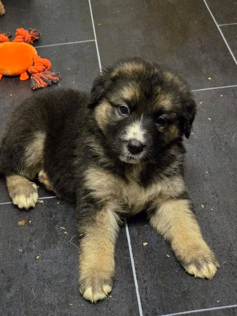 St Bernese mountain dog  X puppies