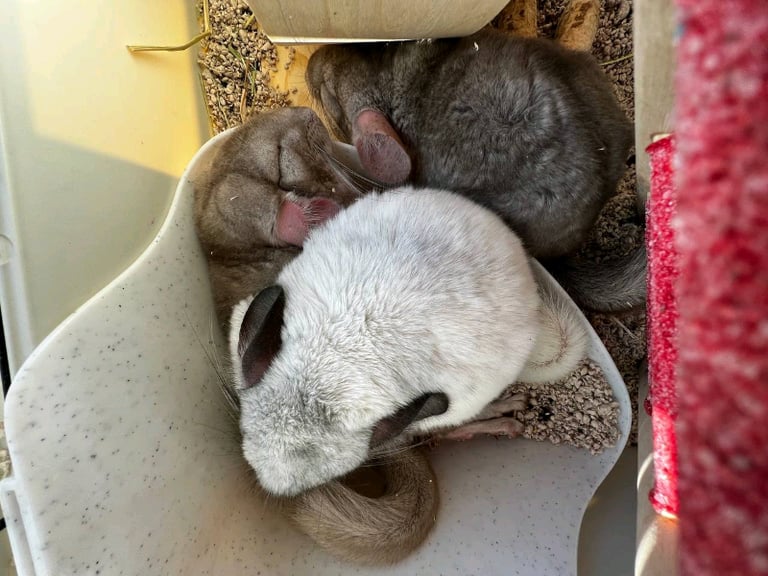 Chinchillas (3 boys, will not separate)