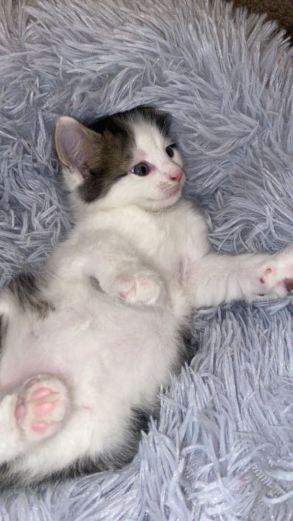 Cute kitten for sale ready for rehoming 🏡  