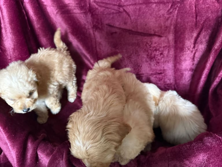 Cockerpoo puppies