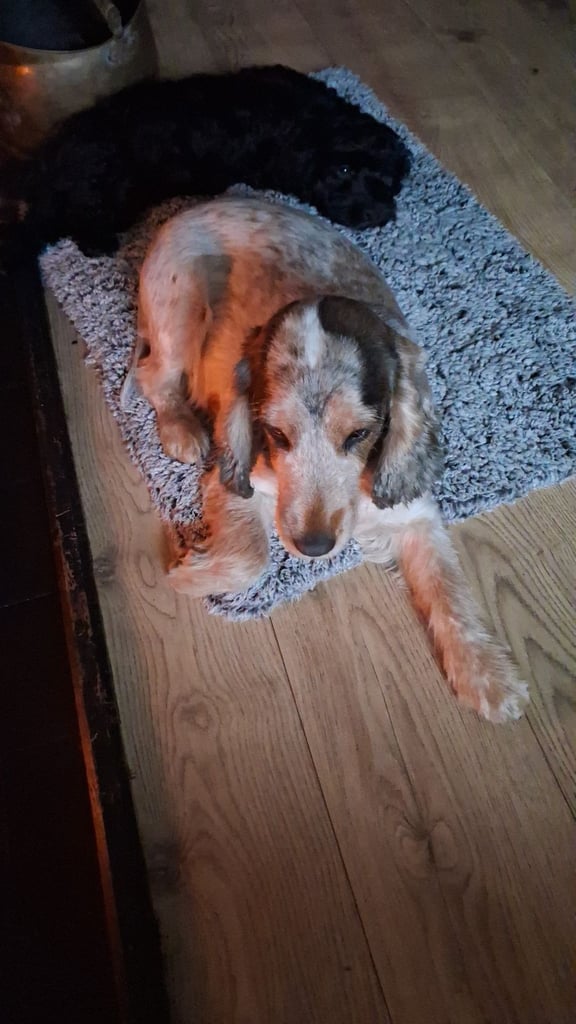 Gorgeous Cock-a-tzu girl