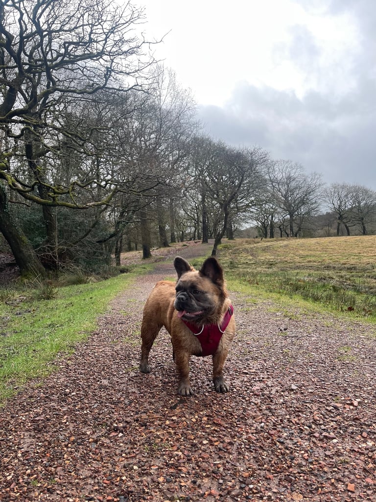 1 Full-Fluffy French Bulldogs FOR SALE