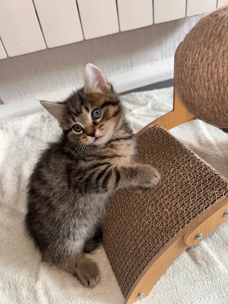 🐾 Adorable Kittens Looking for Their Forever Homes – 2 Girls & 3 Boys🐾