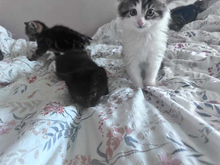 image for Lovely kittens