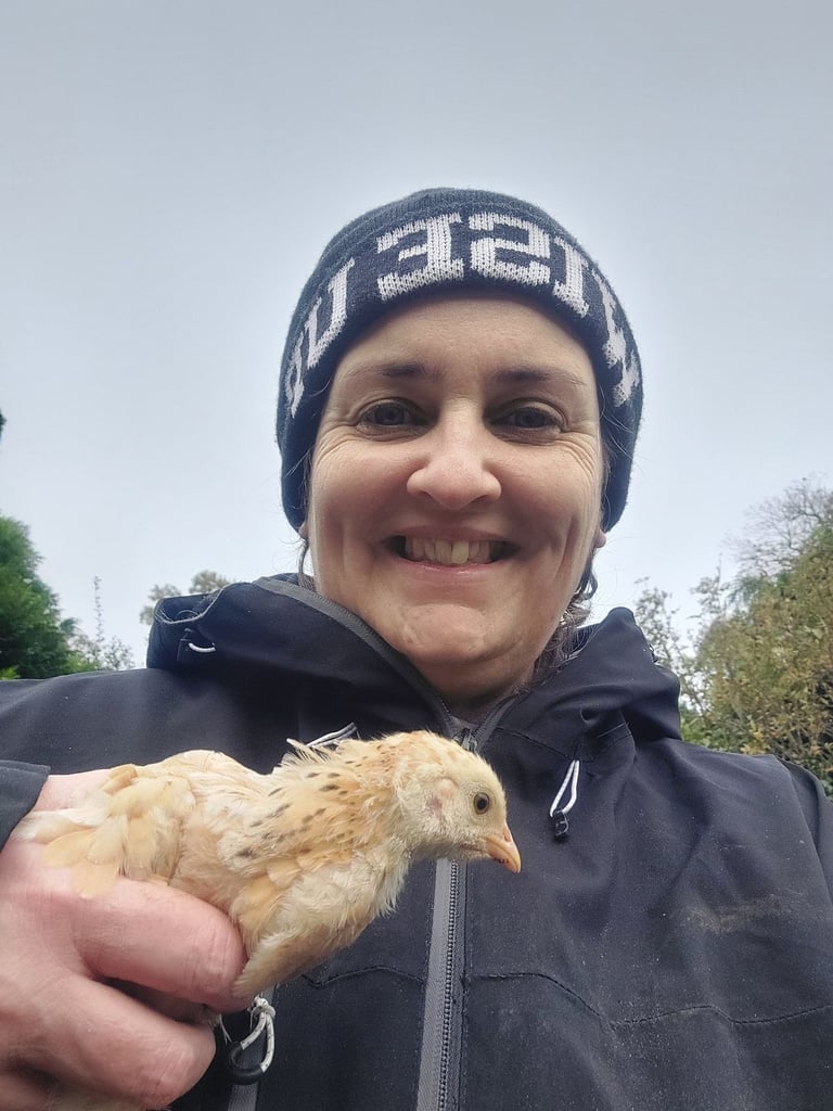 Chicks and Seabright rooster