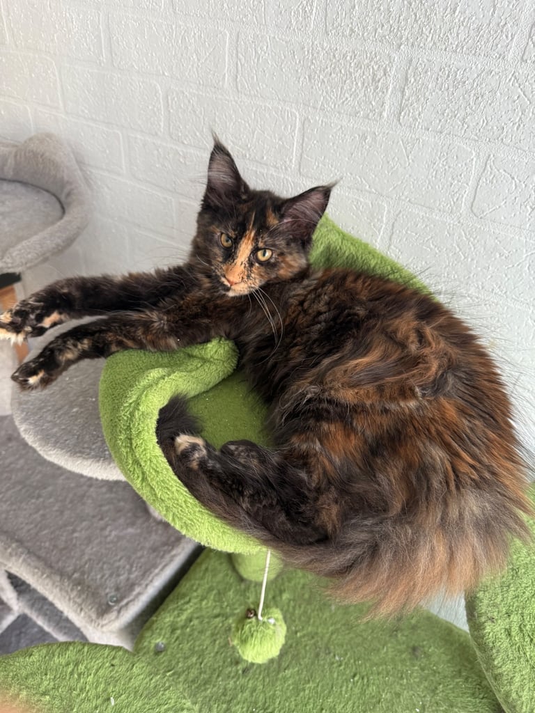 2 GIRLS LEFT NOW Purebred Maine Coon Kittens Blackburn