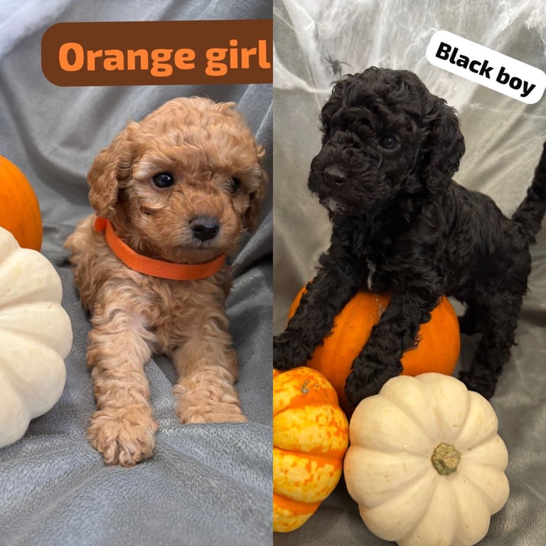 CAVAPOOCHON PUPPIES 2 LEFT