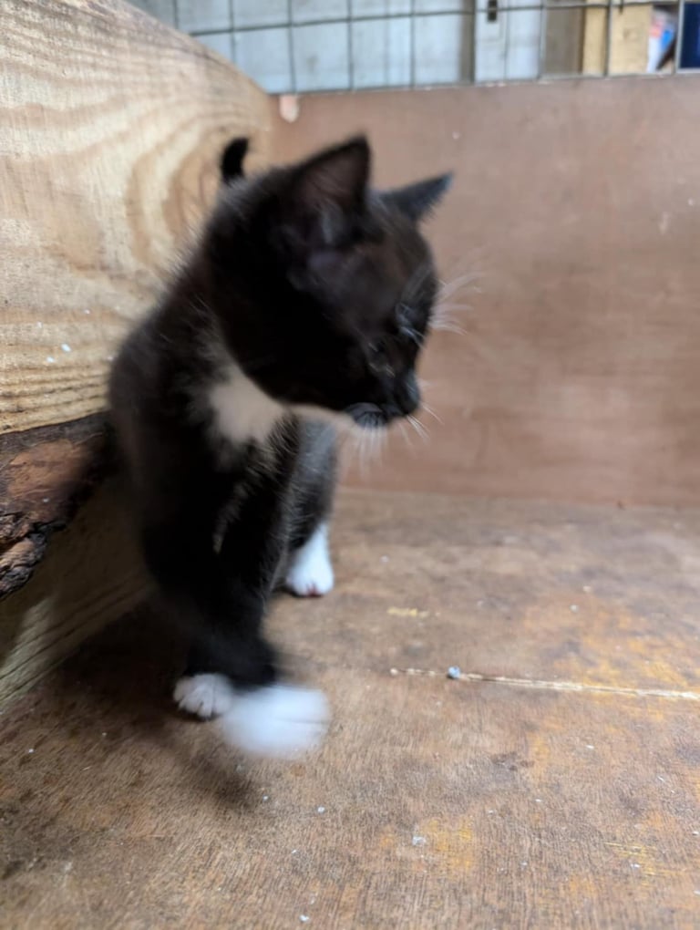 Kittens looking for forever homes 