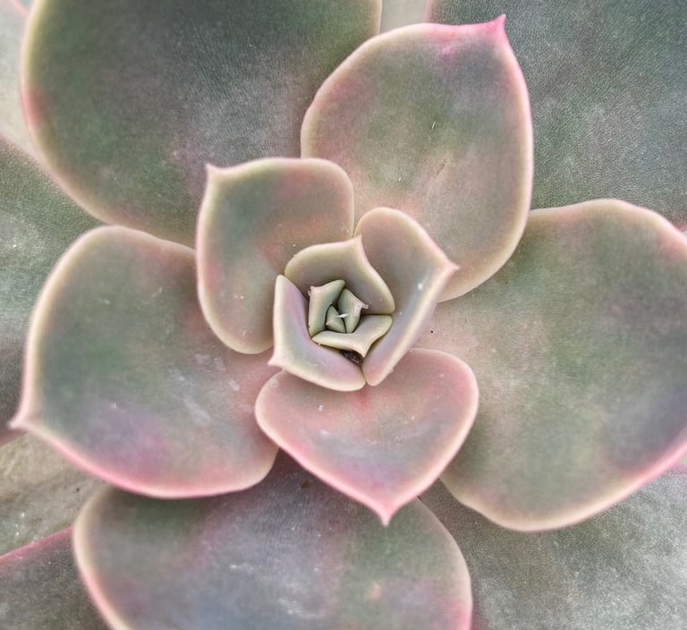 image for Stunning Echeveria plant 