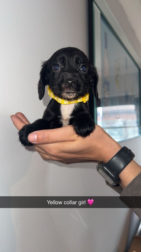 Cocker spaniel puppies 