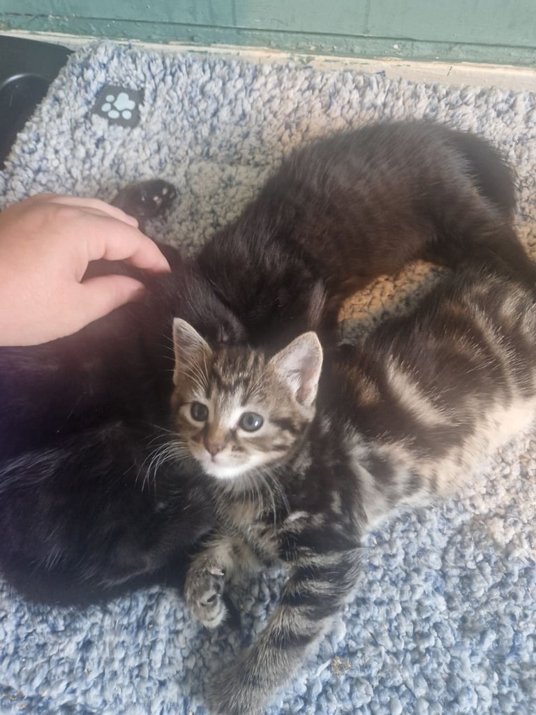 Kittens for sale
