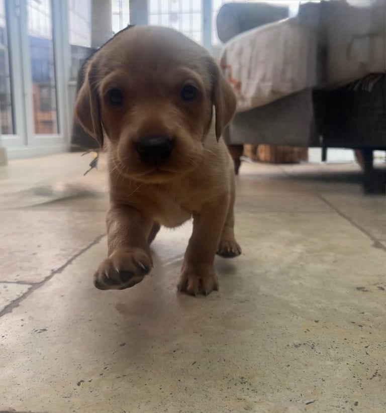 Fox red Labrador puppy’s 