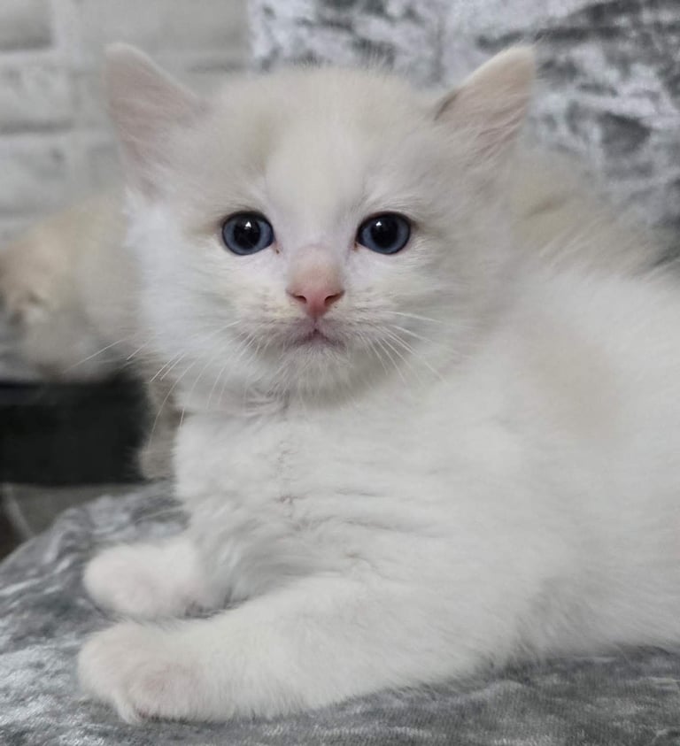 Stunning Ragdoll Male Kittens 
