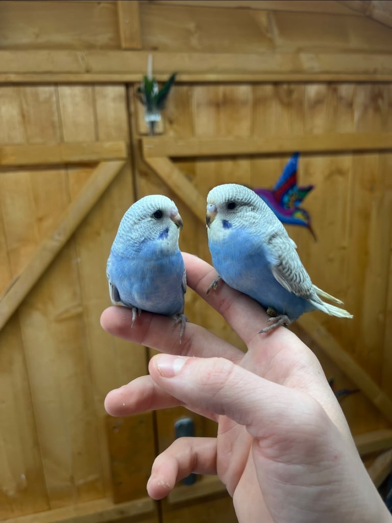 Baby budgies for sale pets at home best sale