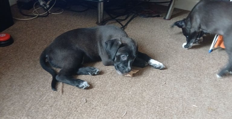 stacksides litter