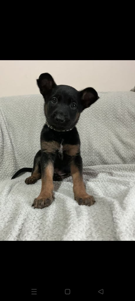 6 adorable Belgian malinois puppy's for sale 
