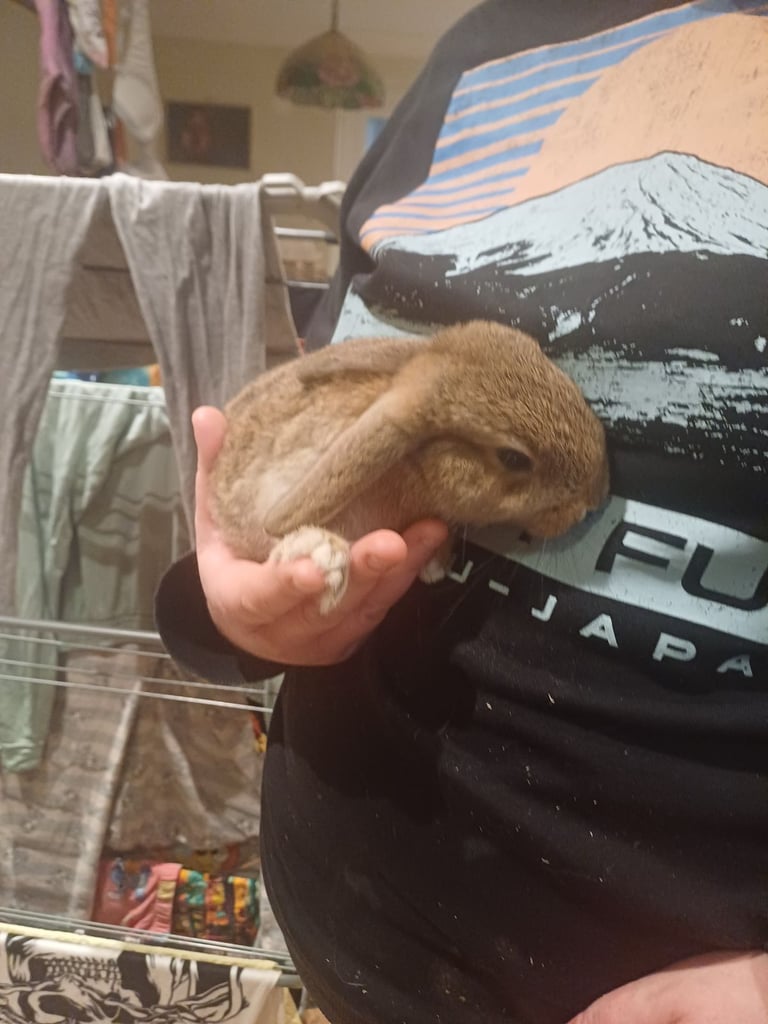 1 Cute Baby Female Mini Lop X Rabbit
