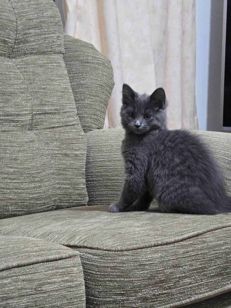 Kitten 